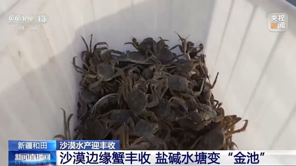 天弘忧配 沙漠边缘养螃蟹&#32;新疆如何做到“海鲜”大丰收？